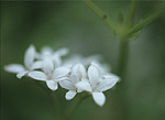 Woodruff herb of Germany.